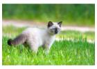 Siamese Kitten For Sale In Patna