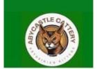 Abyssinian For Sale Near Me