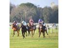 Score Big on Horse Racing Gear, Lessons & Tickets!