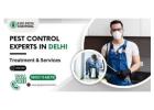 Affordable Pest Control Services in Delhi – Book Now