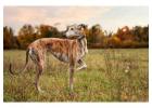Rampur Hound Puppies For Sale In Patna
