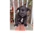 Brandy – Corgipoo Puppy Adelaide