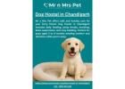 Dog Hostel in Chandigarh
