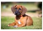 Rhodesian Ridgeback Puppies For Sale In Patna