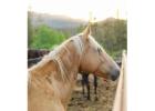 Experience horseback riding in wyoming jackson hole