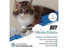 Buy Siberian Kittens in Bangalore | Best Kittens in Bangalore