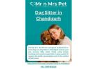 Dog Sitter in Chandigarh