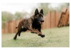 Dutch Shepherd Puppies For Sale In Patna