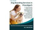 Dog Boarding Services in Chandigarh