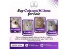 Buy Cats and Kittens for Sale in Bangalore | catexotica
