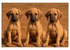 Mudhol Hound Puppies For Sale In Chandigarh