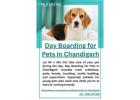 Day Boarding for Pets in Chandigarh