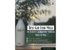 Desi Gir Cow Milk for Immunity & Digestion – Adhigava Farm's A2 Milk