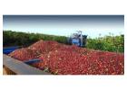 Green Coffee beans (Arabica Coffee)  Grade: AA, A, and AB+27719755564