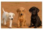 Rampur Hound Puppies For Sale In Gurgaon