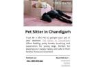 Pet Sitter in Chandigarh