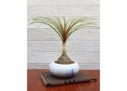 Make an Impression with Plants for Corporate Gifting