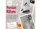 Best Himalayan Cat in Bangalore