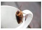 Mumbai Cockroach Pest Control Near Me | VSG Pest Control Experts
