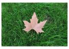 Green Drop Lawns – Expert Lawn Solutions for Lasting Beauty