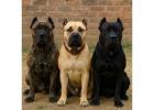 Presa Canario Puppies For Sale In Mysore