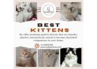 Best Kittens in Bangalore
