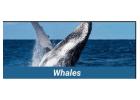 Private Whale Watching Tenerife | Privatetourtenerife.com