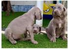 Weimaraner Puppies For Sale In Mysore