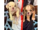 British Bulldog Puppies For Sale In Mysore