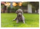 Weimaraner Puppies For Sale In Meerut