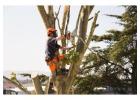 Fast, local tree trimming service near me — free estimate today