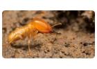Termite Control Sydney | Knockdown Pest Control
