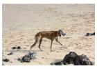 Rampur Hound Puppies For Sale In Meerut