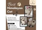 Best Himalayan Cat in Bangalore