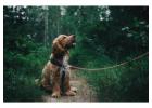 Dog Poop Clean Up Service for Homes, Yards, and Commercial Spaces