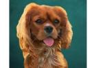 Ruby Cavalier King Charles Spaniel 