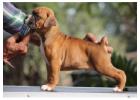 Boxer Puppies for Sale in Mumbai