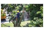 Professional Commercial Tree Services | Expert Tree Removal & Maintenance