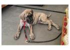 Great Dane Puppies For Sale In Hyderabad