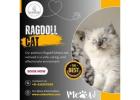 Best Ragdoll Cat in Bangalore | Best Kittens in Bangalore