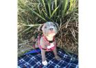 American Bully and American Pitbull Terrier Puppies for sale