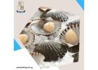 Trusted Frozen Food Supplier Singapore | Quality Wholesale Food Solutions