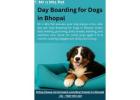 Day Boarding for Dogs in Bhopal