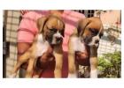 Boxer Puppies for Sale in Hyderabad