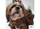Adorable Dog Clothes for Pawfect Festive Looks