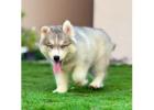 Siberian Husky Puppies For Sale In Kolkata