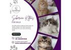 Siberian Kittens for Sale in Bangalore
