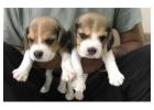Beagle Puppies for Sale in Kolkata