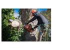 Professional tree removal service – Lot Clearing & Trimming