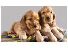 Cocker Spaniel Puppies For Sale